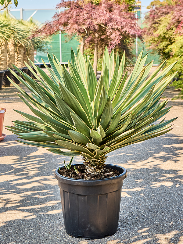 
                  
                    Yucca gloriosa Variegata
                  
                