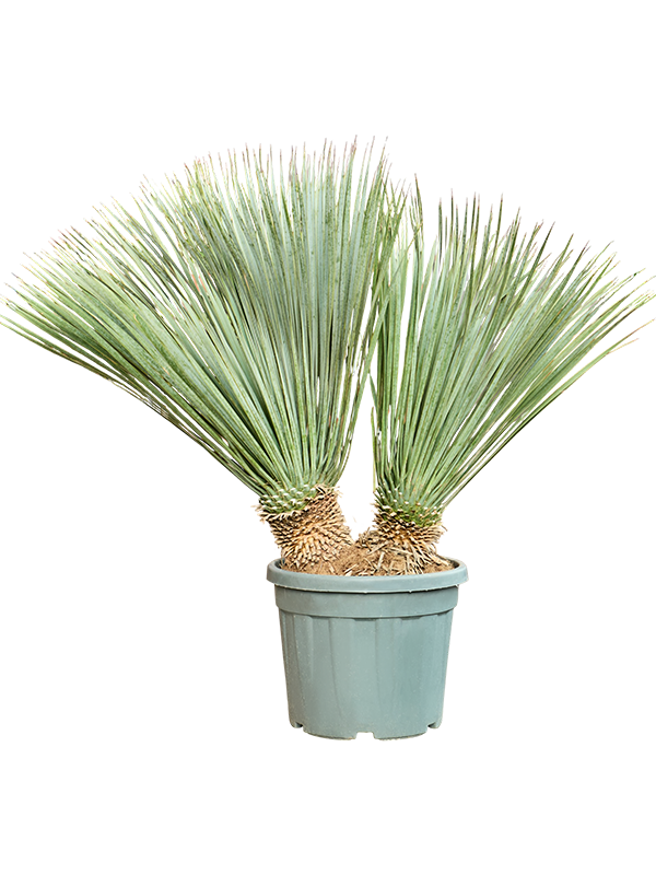 
                  
                    Yucca Rostrata
                  
                