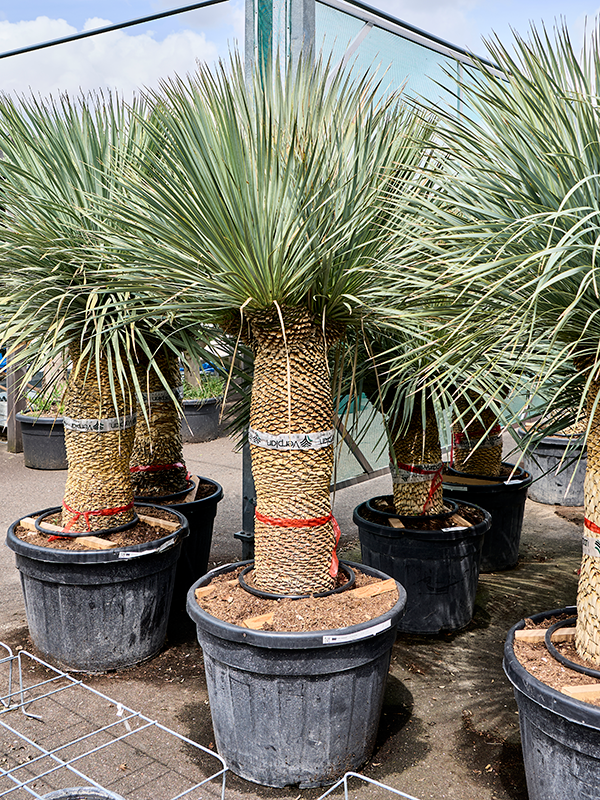 
                  
                    Yucca Rostrata
                  
                