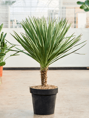 
                  
                    Yucca gloriosa Variegata
                  
                