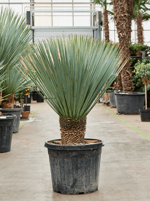 
                  
                    Yucca Rostrata
                  
                