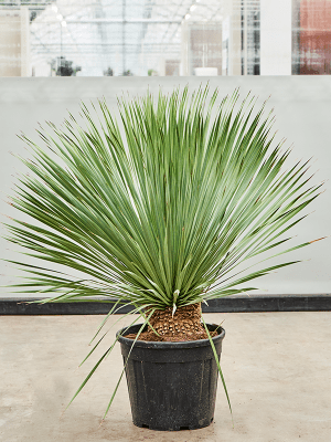 
                  
                    Yucca Rostrata
                  
                