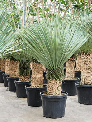 
                  
                    Yucca Rostrata
                  
                