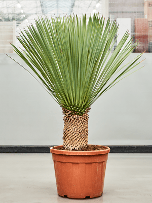 
                  
                    Yucca Rostrata
                  
                