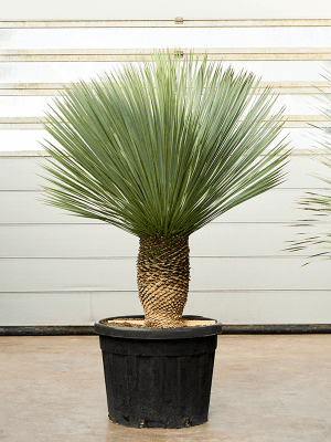 
                  
                    Yucca Rostrata
                  
                