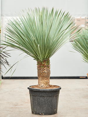 
                  
                    Yucca Rostrata
                  
                