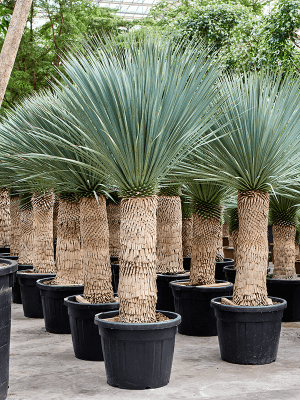 
                  
                    Yucca Rostrata
                  
                