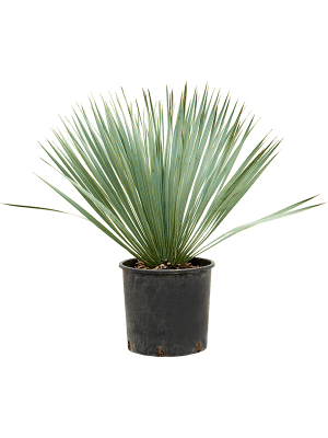 
                  
                    Yucca Rostrata
                  
                