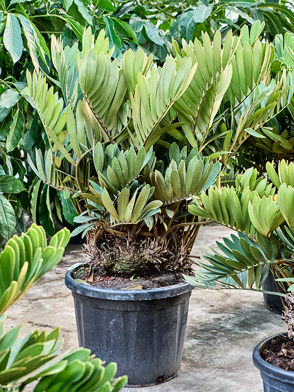 
                  
                    Zamia furfuracae.
                  
                