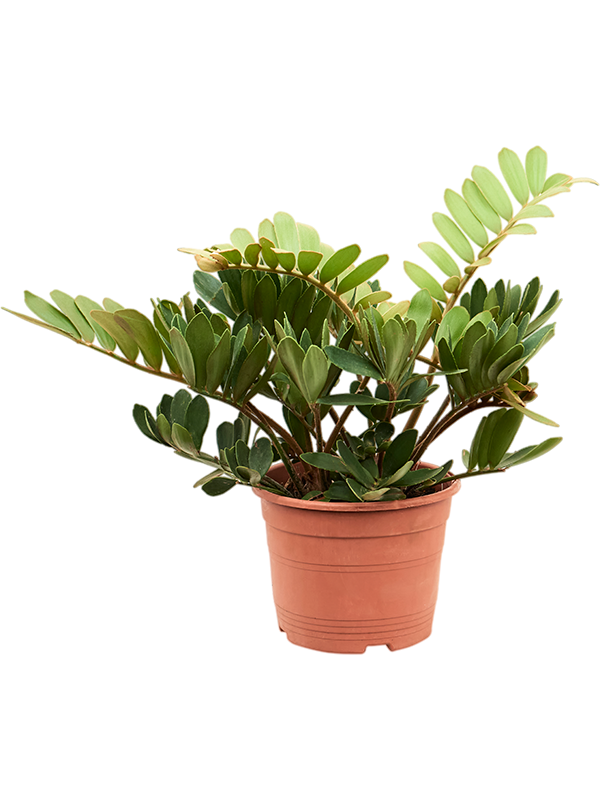 
                  
                    Zamia furfuracae.
                  
                
