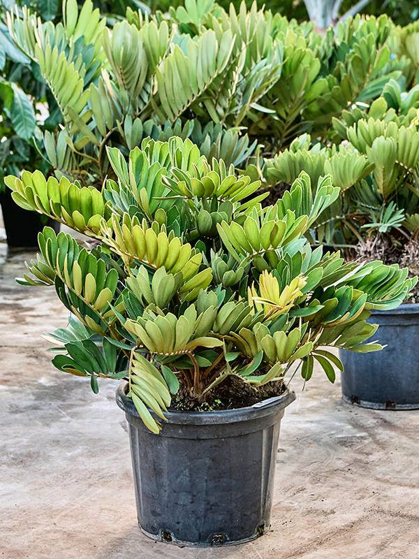 
                  
                    Zamia furfuracae.
                  
                