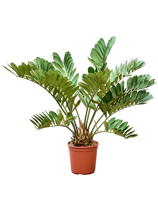 Zamia furfuracae.
