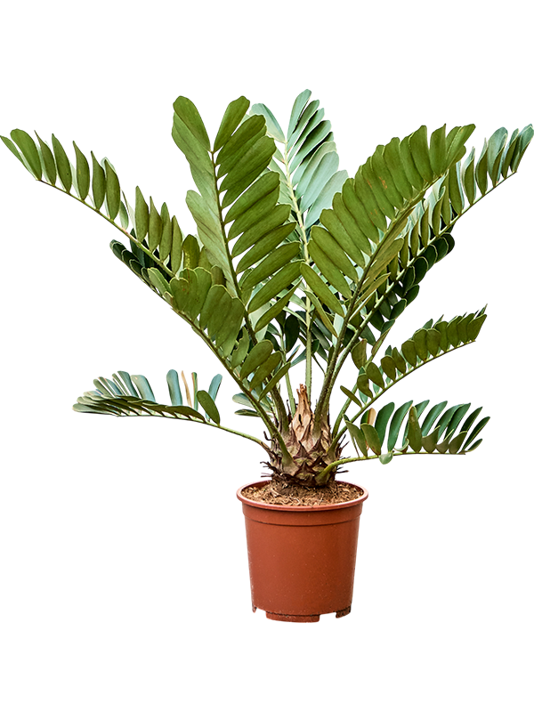 
                  
                    Zamia furfuracae.
                  
                
