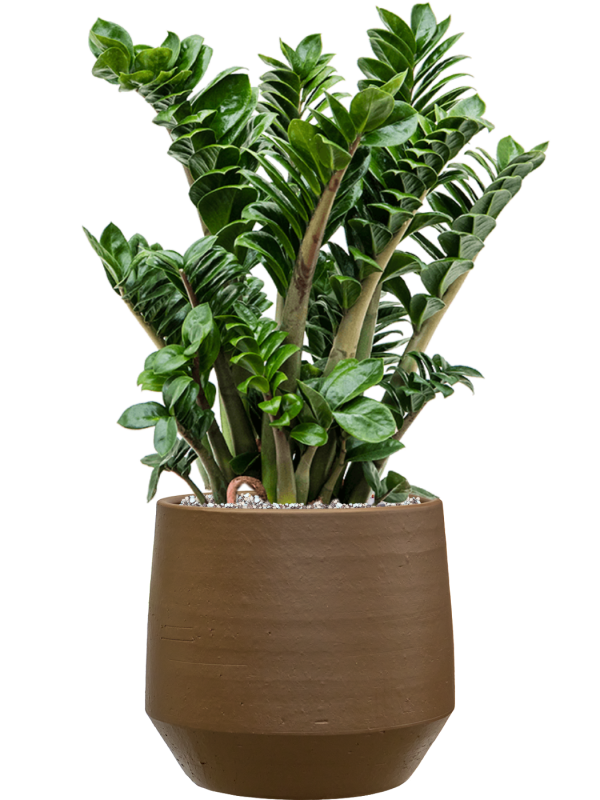 Zamioculcas zamiifolia Zenzi en pot Chakka brun, composition prête à installer