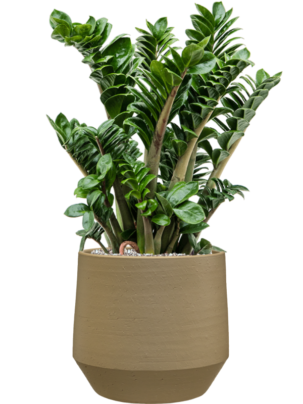 
                  
                    Zamioculcas zamiifolia Zenzi en pot Chakka Concrete, composition prête à installer
                  
                