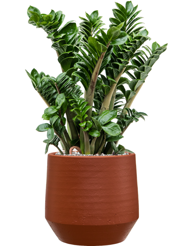 
                  
                    Zamioculcas zamiifolia Zenzi en pot Chakka Terra, composition prête à installer
                  
                