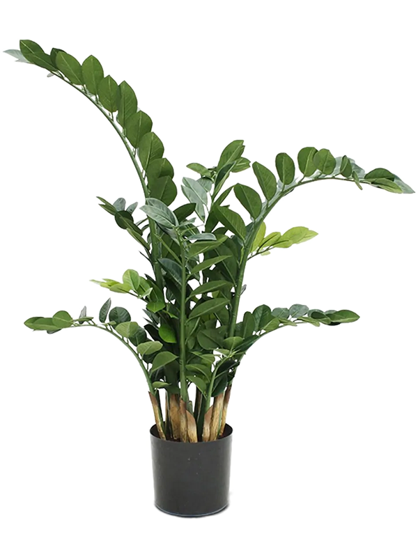 Zamioculcas Zamiifolia Artificiel