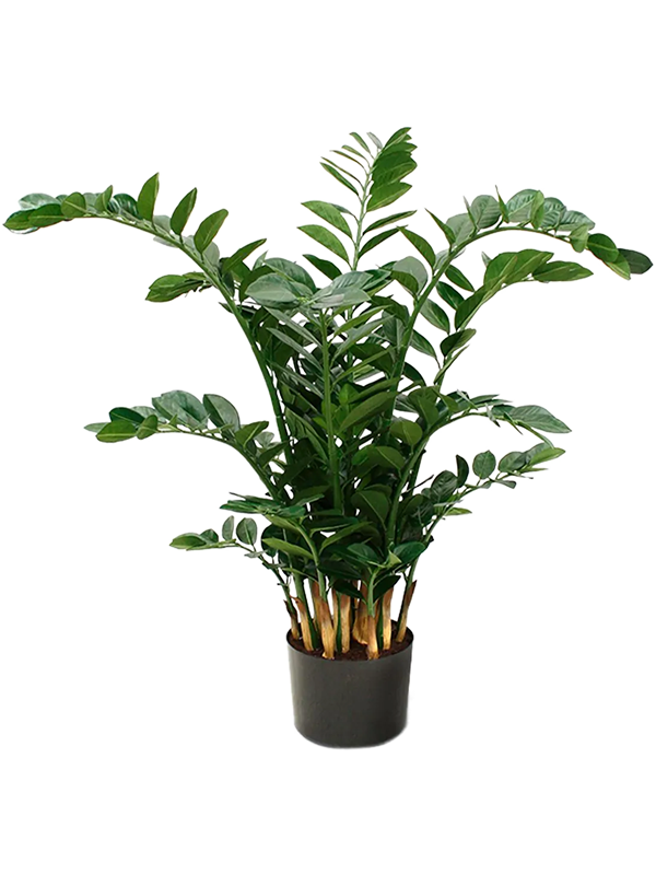 
                  
                    Zamioculcas Zamiifolia Artificiel
                  
                
