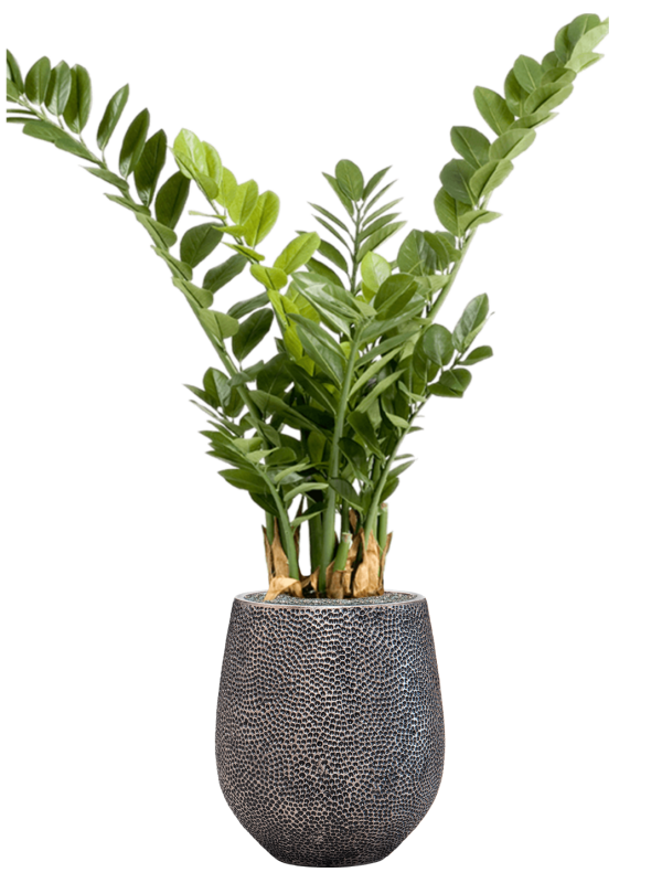 Zamioculcas