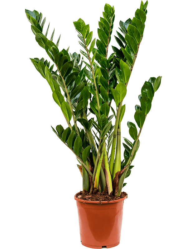 
                  
                    Zamioculcas zamiifolia
                  
                