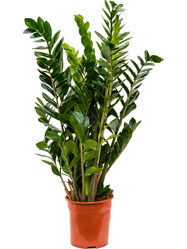
                  
                    Zamioculcas zamiifolia
                  
                