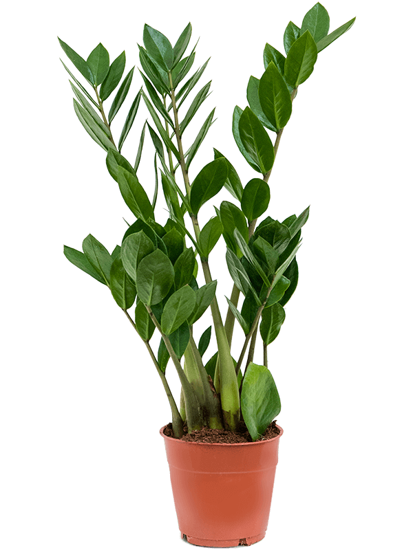 
                  
                    Zamioculcas zamiifolia
                  
                