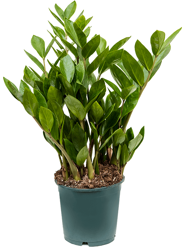 
                  
                    Zamioculcas zamiifolia
                  
                