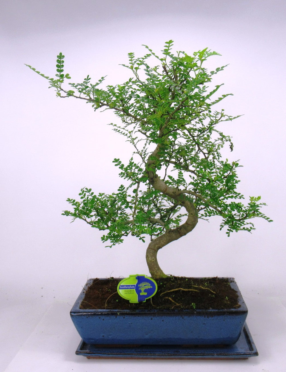 Zanthoxylum piperitum