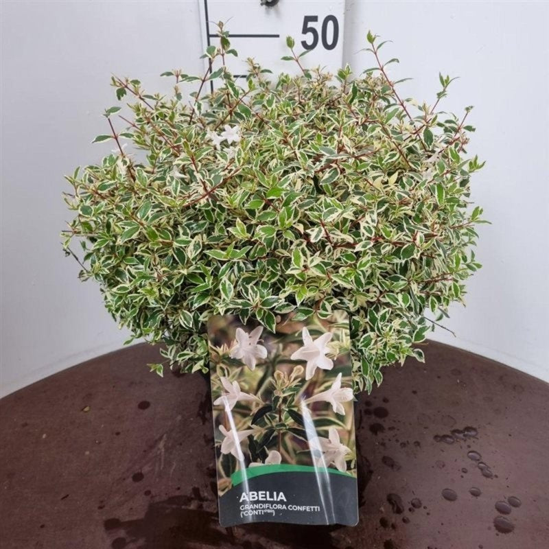 Abelia grandiflora 'Confetti' en pot de culture, photographie fournisseur représentative du lot de 15 plantes, hauteur commerciale 65 cm