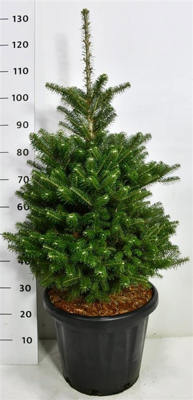 Abies koreana en pot de culture, photographie fournisseur représentative du lot de 5 plantes, hauteur commerciale 130 cm