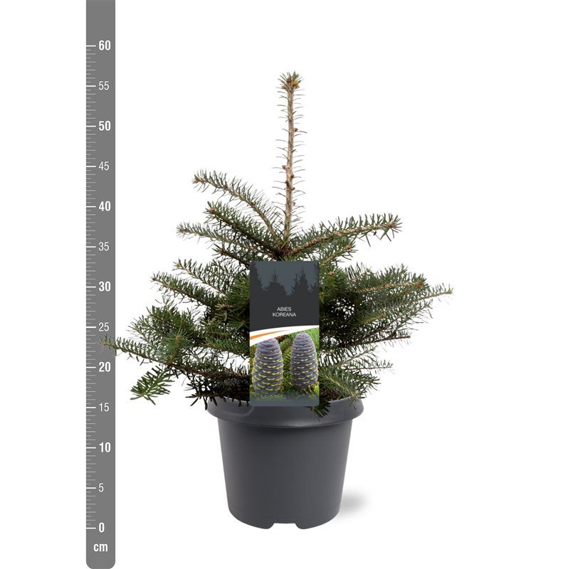 Abies koreana en pot de culture, photographie fournisseur représentative du lot de 34 plantes, hauteur commerciale 45 cm