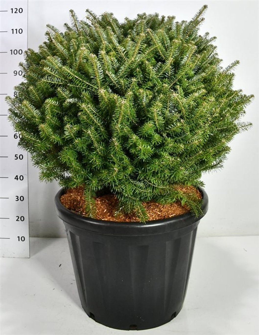 Abies koreana en pot de culture, photographie fournisseur représentative du lot de 2 plantes, hauteur commerciale 120 cm