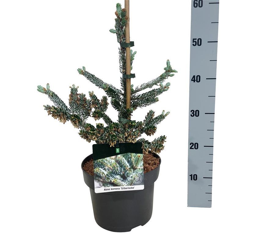 Abies koreana 'Silberlocke' en pot de culture, photographie fournisseur représentative du lot de 18 plantes, hauteur commerciale 55 cm