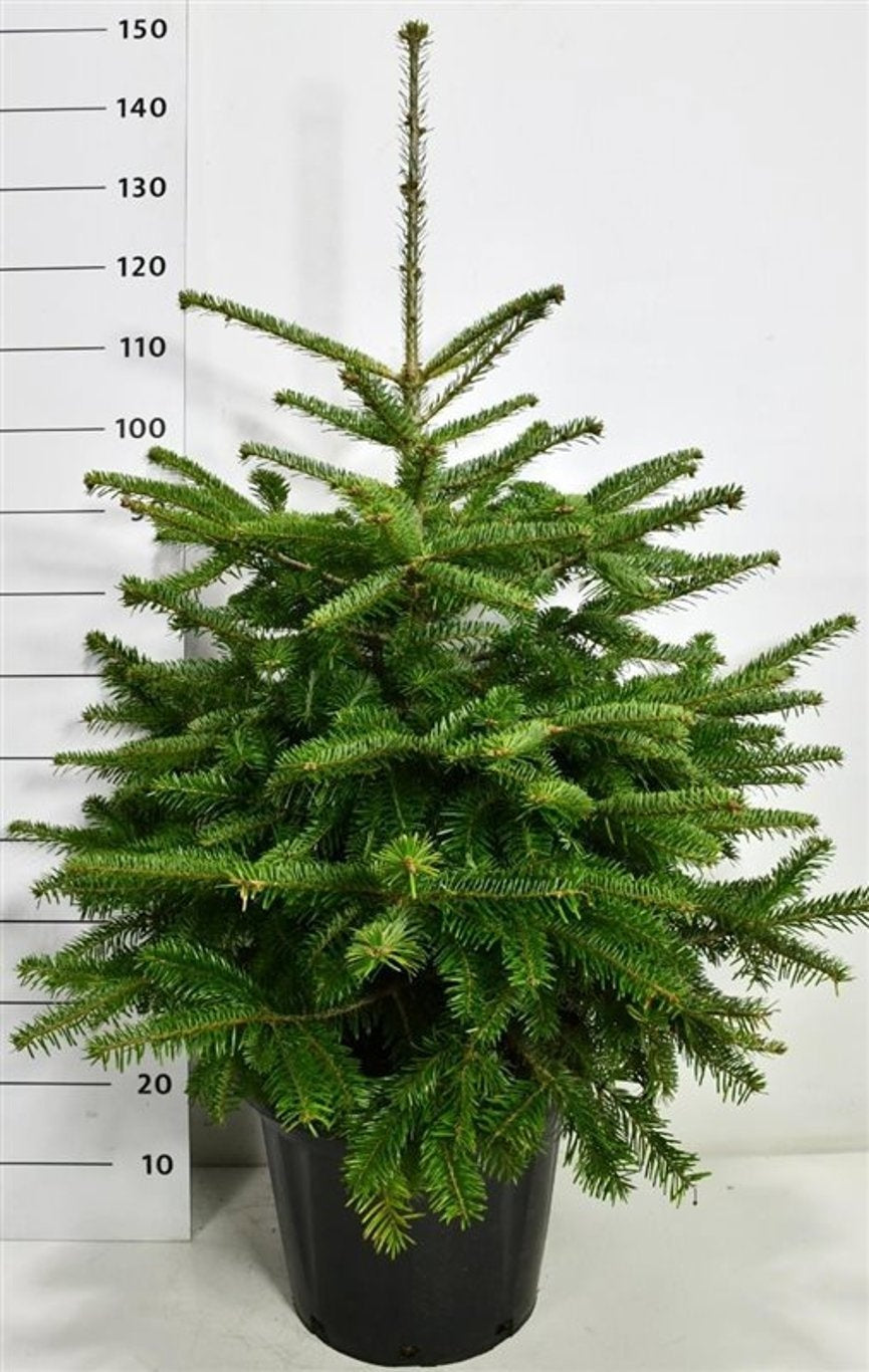 Abies nordmanniana en pot de culture, photographie fournisseur représentative du lot de 7 plantes, hauteur commerciale 120 cm