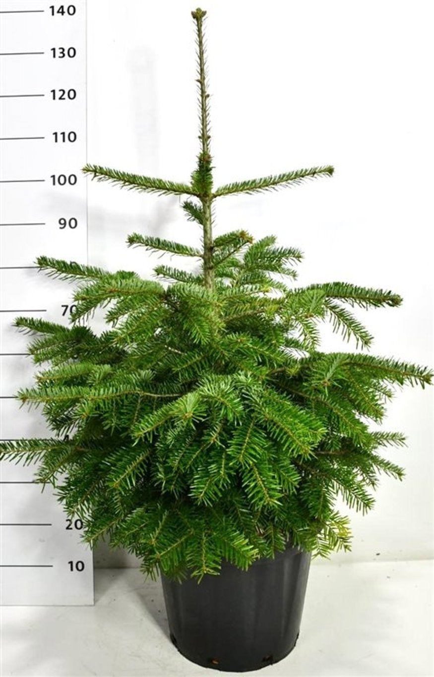 Abies nordmanniana en pot de culture, photographie fournisseur représentative du lot de 5 plantes, hauteur commerciale 140 cm
