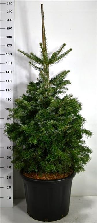 
                  
                    Abies nordmanniana en pot de culture, photographie fournisseur représentative du lot de 3 plantes, hauteur commerciale 200 cm
                  
                