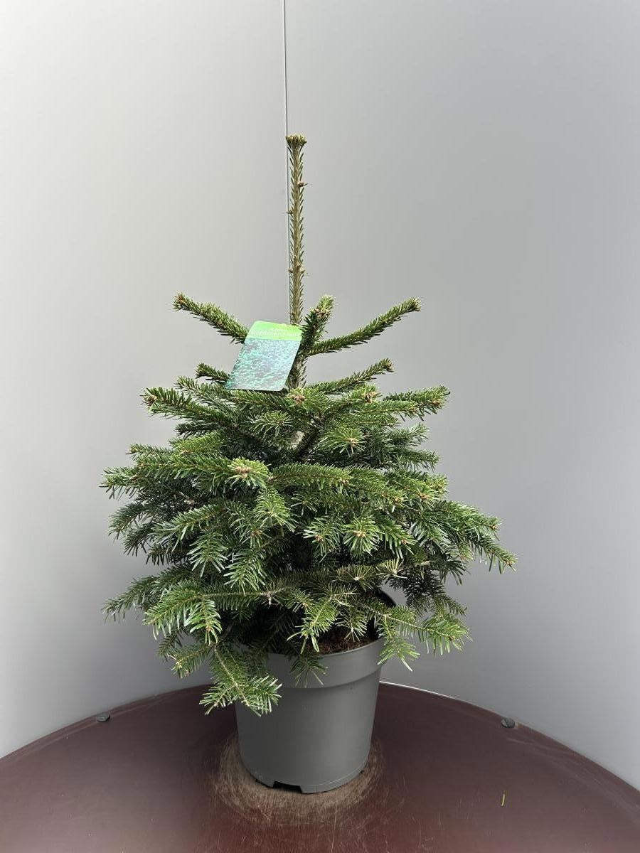 Abies nordmanniana en pot de culture, photographie fournisseur représentative du lot de 12 plantes, hauteur commerciale 90 cm