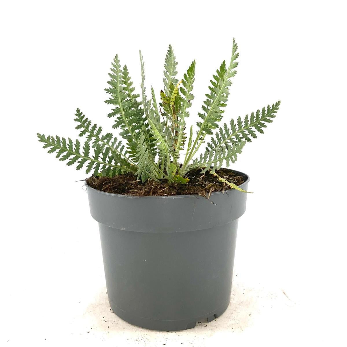 Achillea ‘Coronation Gold’, sujet en pot de culture de 17 cm, format 30 cm — référence F00016163 proposée par lot de 93 plantes