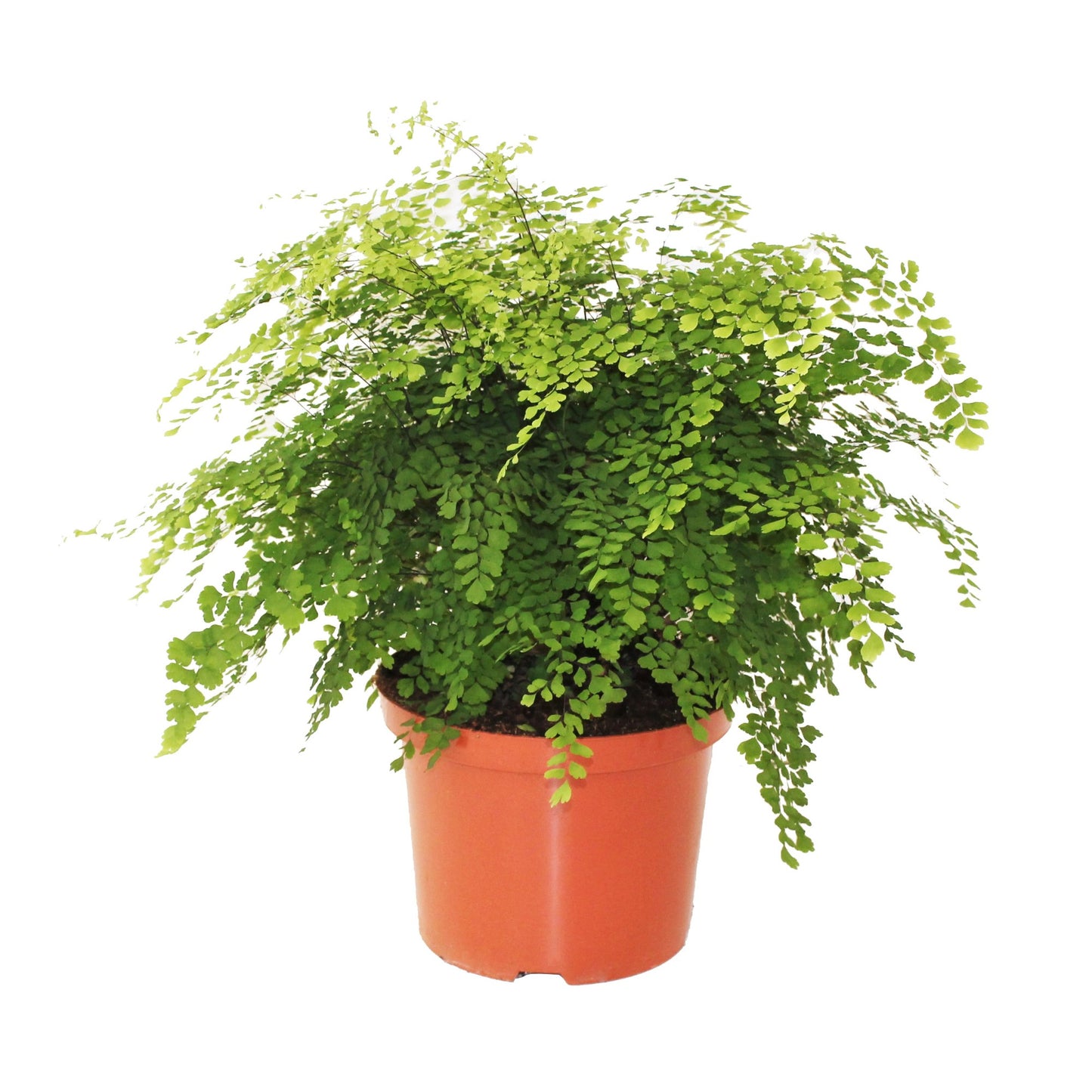 
                  
                    Adiantum raddianum Fragrans de 50 cm, frondes légères en éventails, pot de culture de 24 cm
                  
                