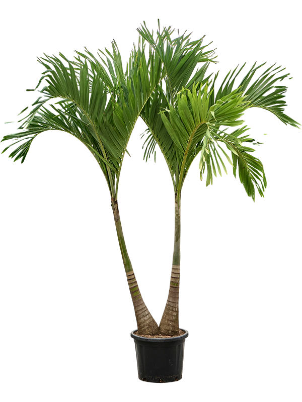 
                  
                    Adonidia merrillii, 2 troncs, hauteur 275 cm, pot de 45 cm
                  
                