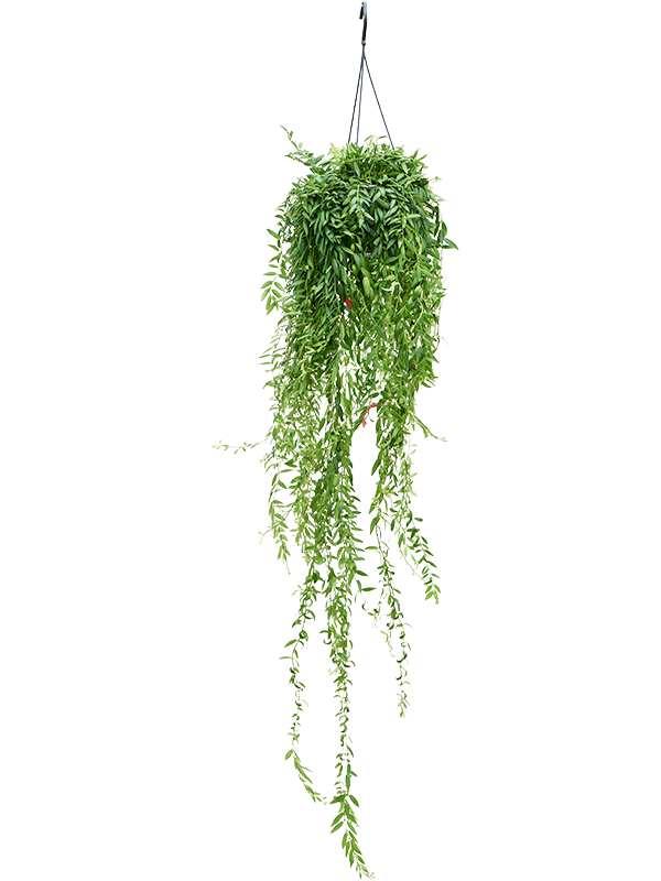 
                  
                    Aeschynanthus Japhrolepis, cascade de petites feuilles vertes, format 80 cm en suspension — 4AEJAHA44
                  
                