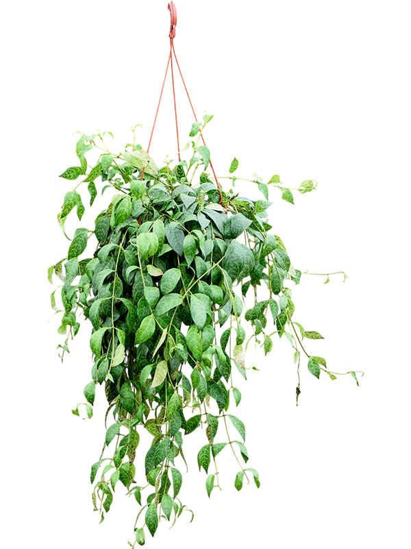 
                  
                    Aeschynanthus marmoratus de 50 cm, feuillage marbré retombant, largeur 45 cm, pot de culture de 22 cm, plante détourée
                  
                