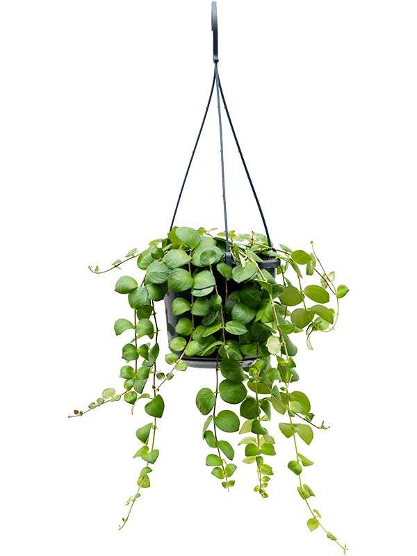 Aeschynanthus Pink Polka de 30 cm, feuillage vert retombant, largeur 30 cm, pot de culture de 15 cm, plante détourée