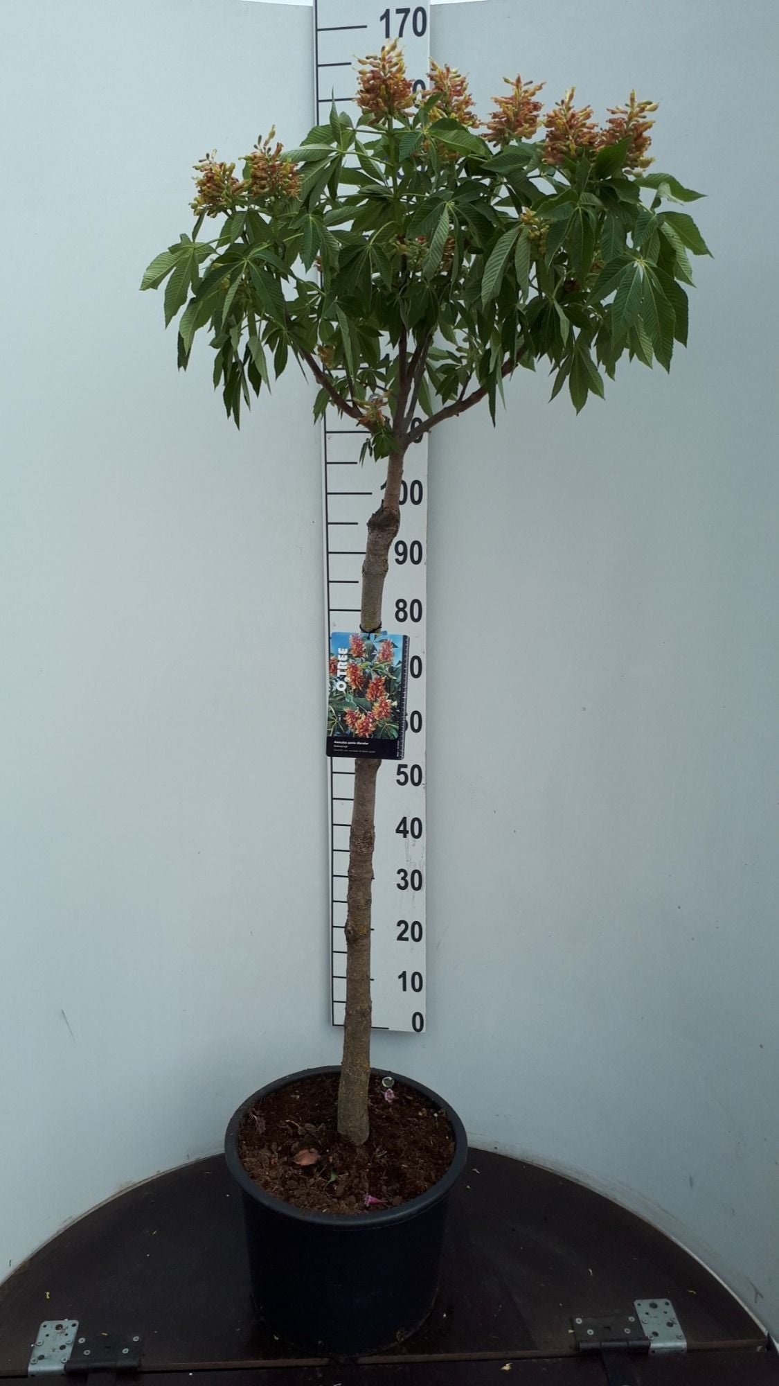 Aesculus pavia var. discolor, sujet en pot de culture — photo fournisseur de la référence F00012256