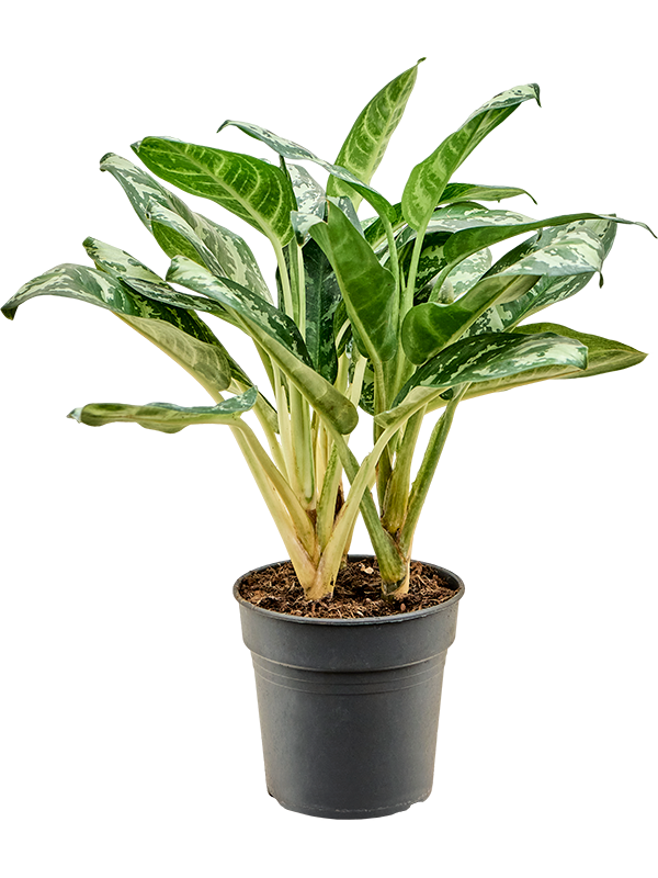 
                  
                    Aglaonema Amazon Silver, hauteur 50 cm, pot de culture 19 cm — NATURA
                  
                