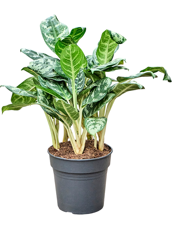 
                  
                    Aglaonema Amazon Silver, 60 cm, pot de culture 24 cm — NATURA
                  
                