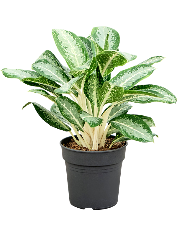 Aglaonema 'Anouk' en culture en terre, port en touffe, hauteur 80 cm