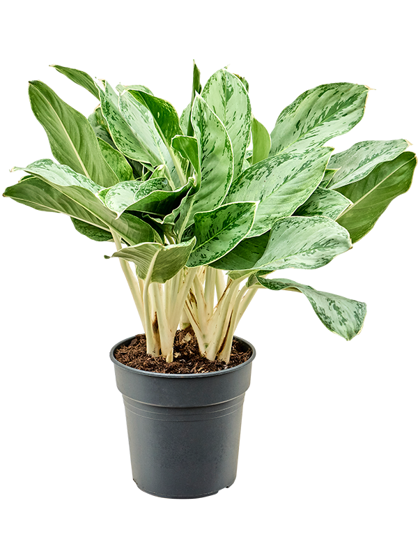 Aglaonema 'Horizon' en culture en terre, port en touffe, hauteur 60 cm