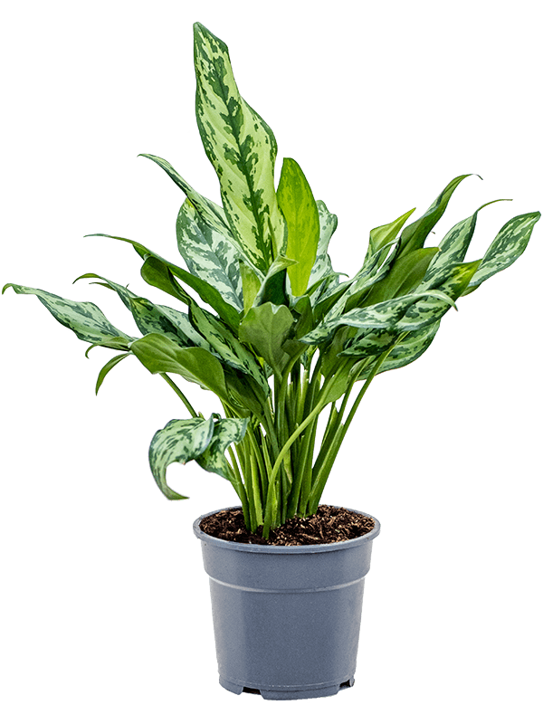 Aglaonema Miss Julliette, feuillage vert et argenté en touffe, 50 cm en pot de culture — 4AGMJBP17