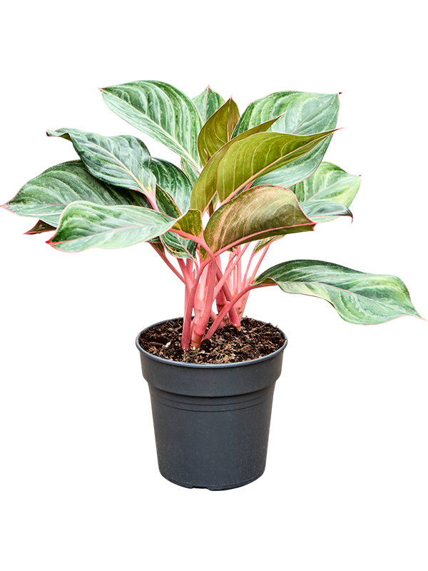 
                  
                    Aglaonema Princess, 50 cm en pot 19/17 cm
                  
                